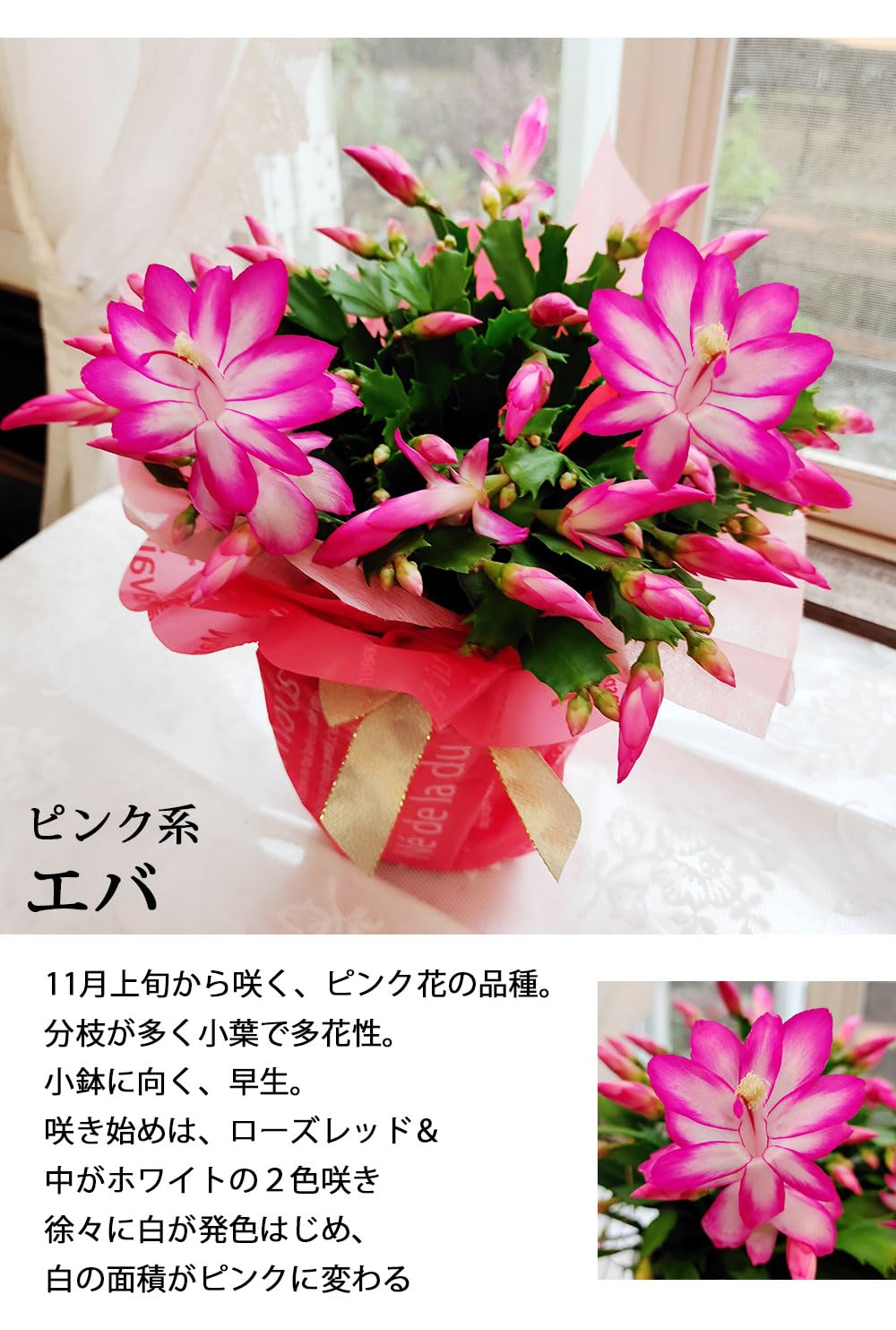 Amazon｜ハッピーガーデン 秋の贈りもの ギフト デンマークカクタス 5